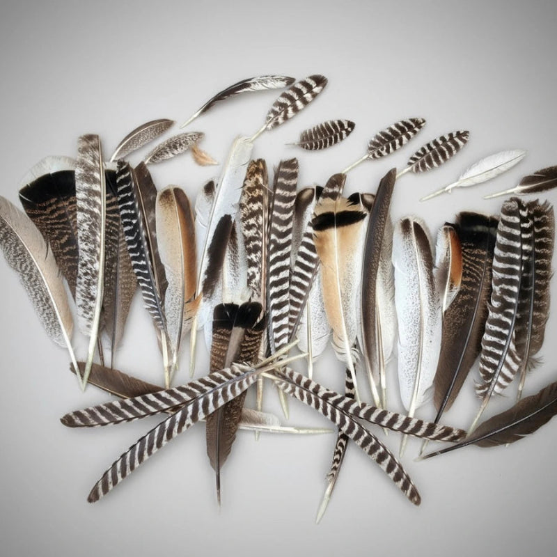 turkey feathers
