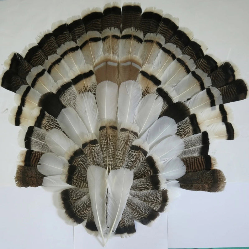 turkey feathers