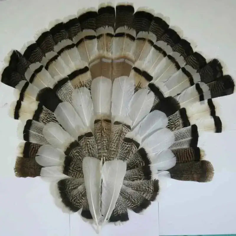 natural turkey feathers