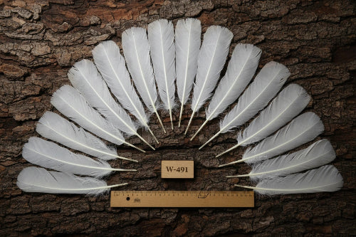 white turkey feathers