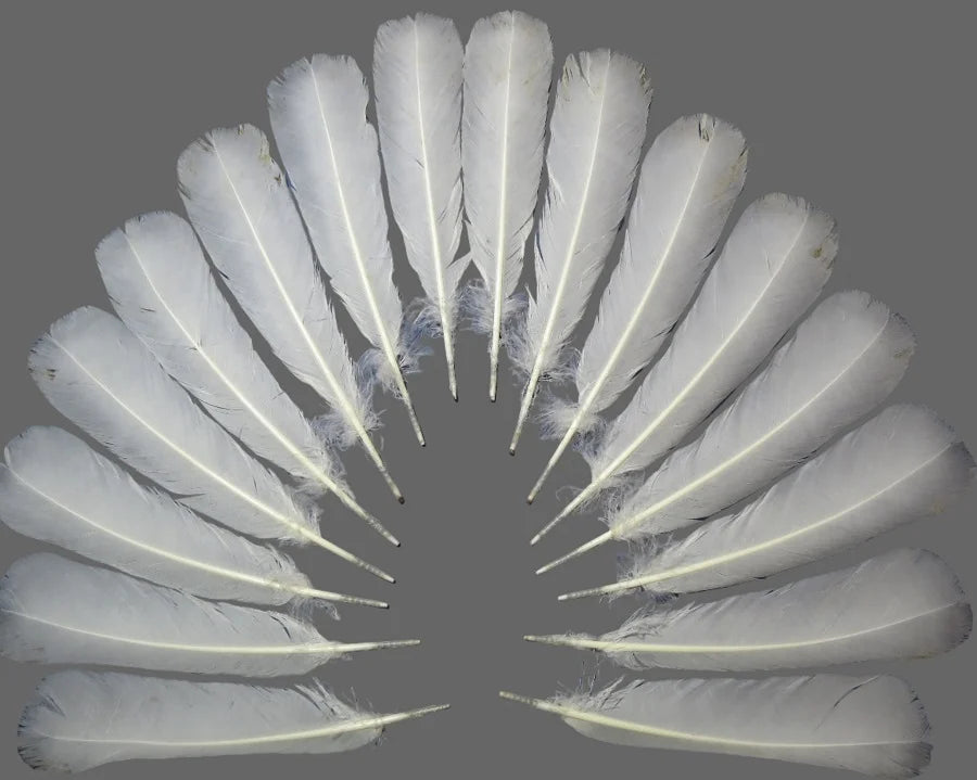 white turkey feathers