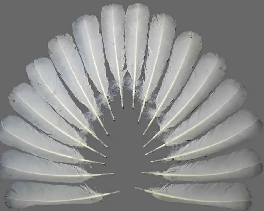 white turkey feathers