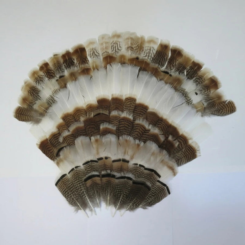 turkey feathers